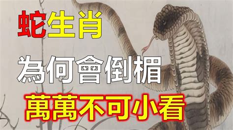 屬蛇幾月生好|蛇年生人命運月解讀